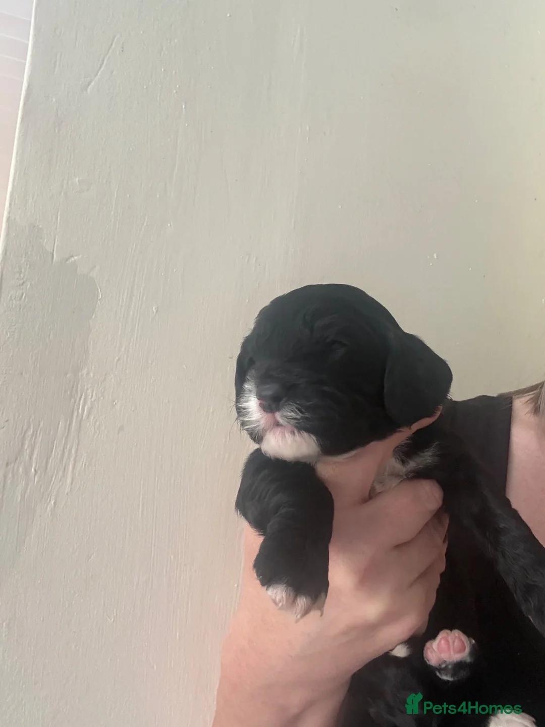 Cockapoo dogs for sale: Beautiful Cockapoo Puppies – Boys & Girls  - Advert 12