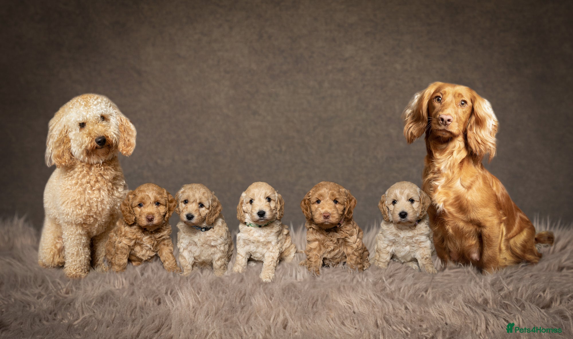Cockapoo dogs Beautiful F1 Cockapoo Puppies  - Advert 1
