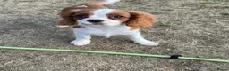 Cavalier King Charles Spaniel dogs for sale: Gorgeous chunky little puppies READY now - Advert 8