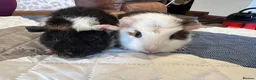 Guinea Pig rodents for sale: Baby boy guinea pig brothers 7 weeks - Advert 4