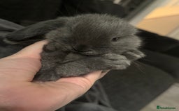 Mini Lop rabbits for sale: Extremely friendly mini lop babies for sale  - Image 17