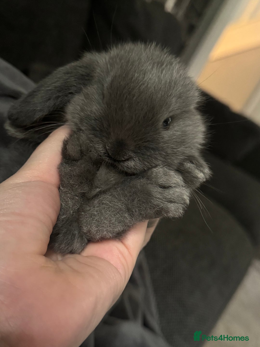 Mini Lop rabbits for sale: Extremely friendly mini lop babies for sale  - Image 17
