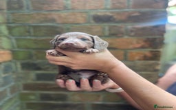 Miniature Dachshund dogs for sale: Stunning Mini Dachshund*1 LH Boy & 1 SH Girl left* - Image 22