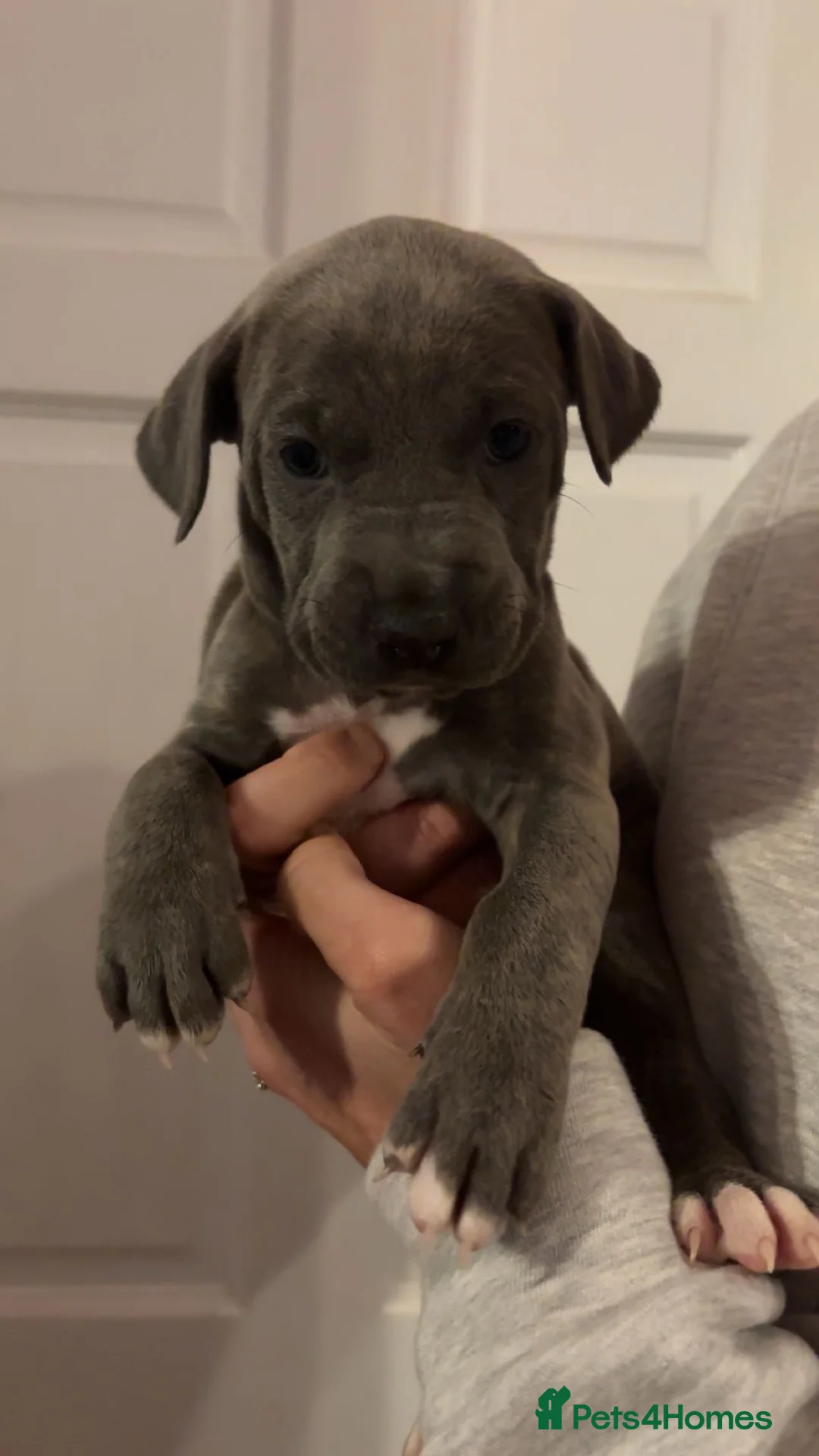Mixed Breed dogs for sale: Stunning Cane Corso x Presa Canario Puppies  - Advert 28