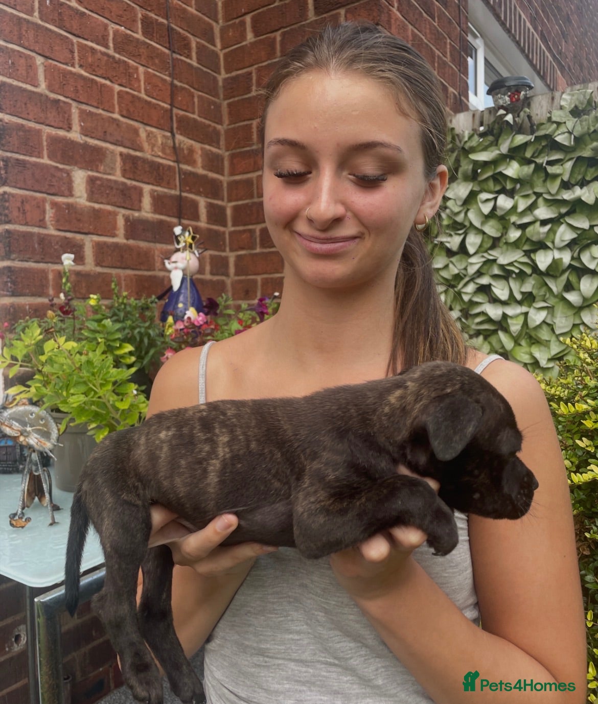 Staffordshire Bull Terrier dogs Beautiful blue black brown Brindle Ready to go 💯 - Advert 2