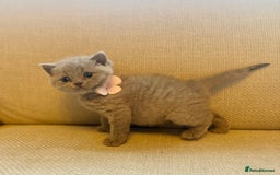 British Shorthair cats for sale: 🐾💜lilac and lilac point girls💜🐾 health tested  - Image 10