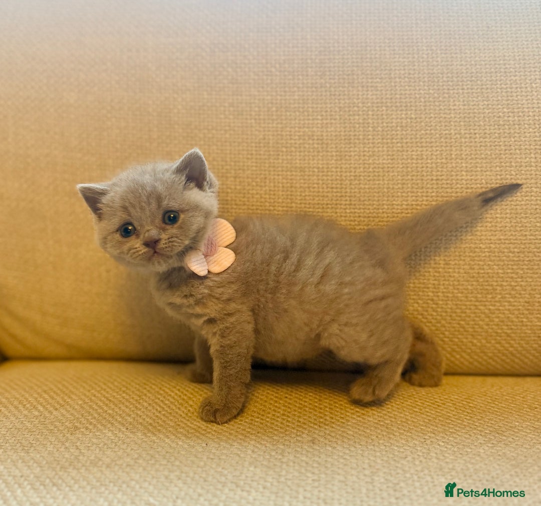British Shorthair cats for sale: 🐾💜lilac and lilac point girls💜🐾 health tested  - Image 10