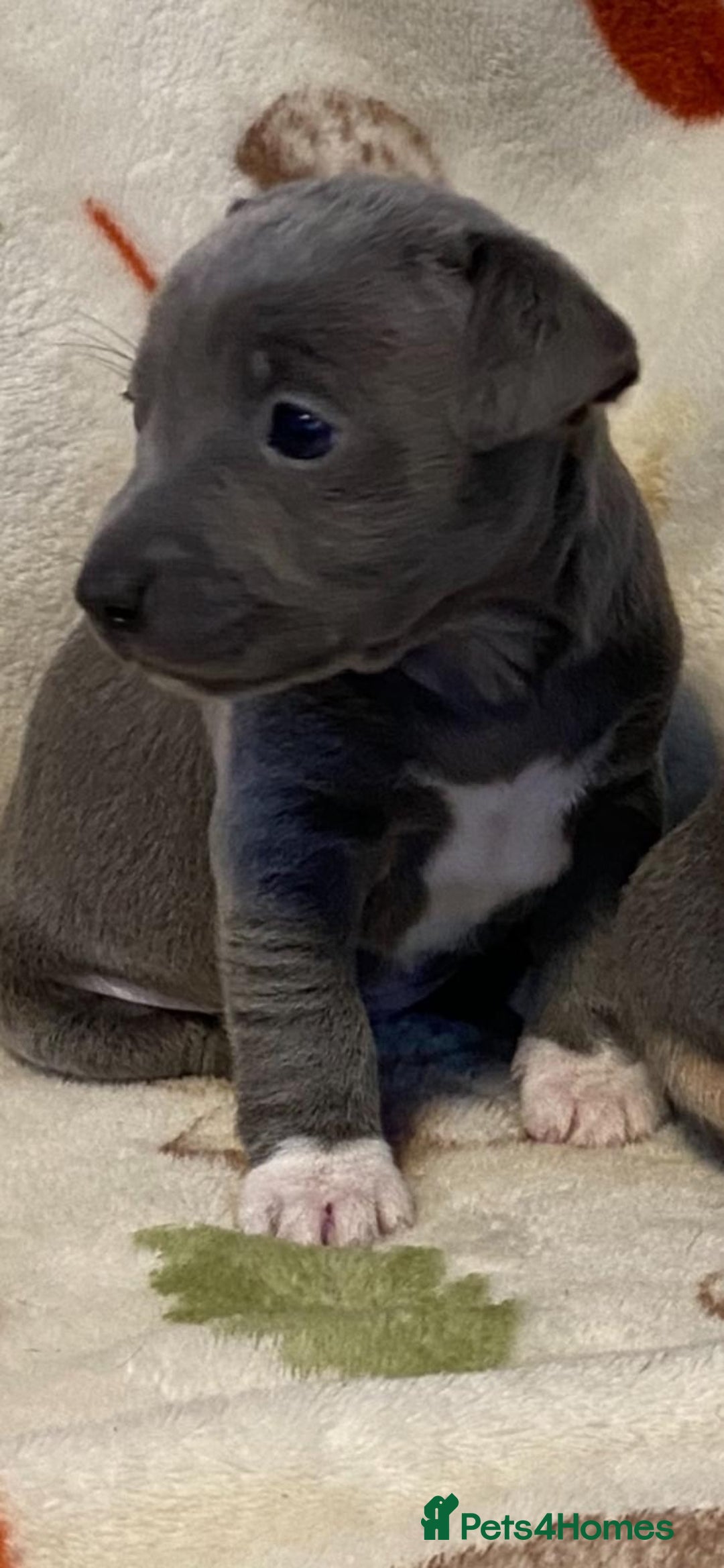 Jack Russell dogs for sale:  beautiful All blue smooth coated short legged JRT - Advert 10