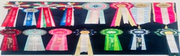 French Bulldog dogs for sale: 🏆KC French Bulldog Puppies🏆 - Advert 32