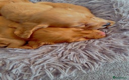 Cocker Spaniel dogs for sale: Cockerspaniel fox red stunning puppies 🐶  - Image 28
