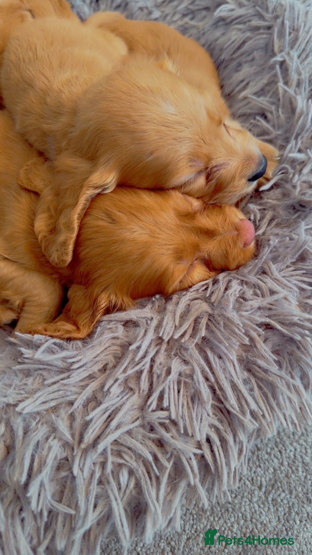 Cocker Spaniel dogs for sale: Cockerspaniel fox red stunning puppies 🐶  - Image 28