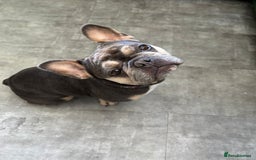 French Bulldog dogs for adoption: Female French bulldog  - Image 3