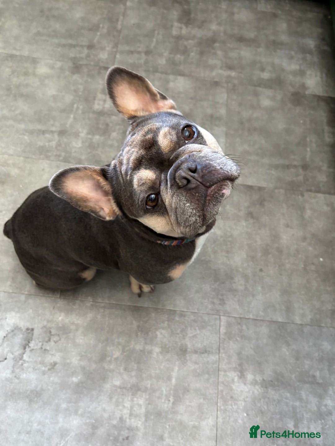 French Bulldog dogs for adoption: Female French bulldog  - Image 3