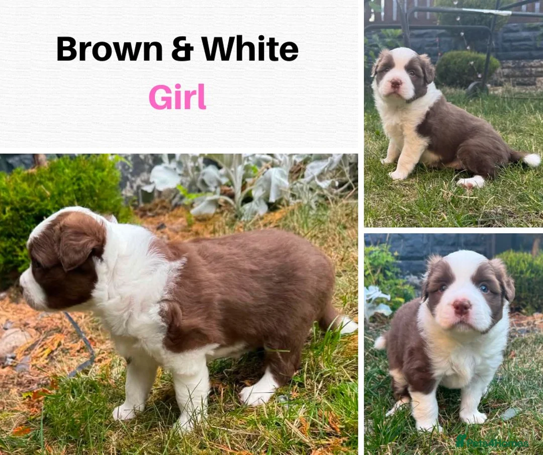 Border Collie dogs for sale: Beautiful Brown & White Female - KC Border Collie - Advert 16