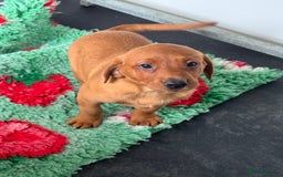 Labrador Retriever dogs for sale: Ready to leave, KC Labrador litter, boys & girls  - Image 5