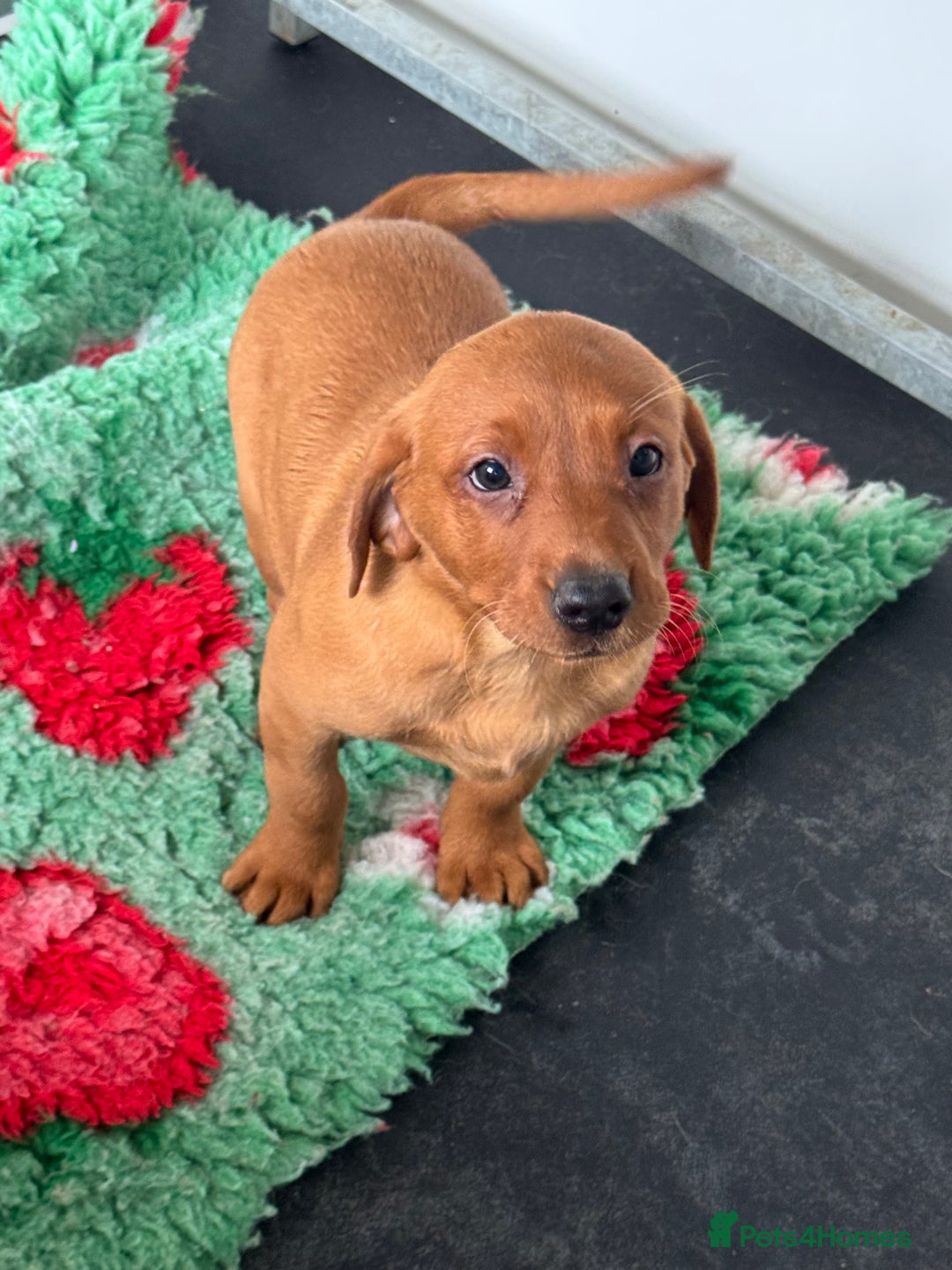 Labrador Retriever dogs for sale: Ready to leave, KC Labrador litter, boys & girls  - Image 5