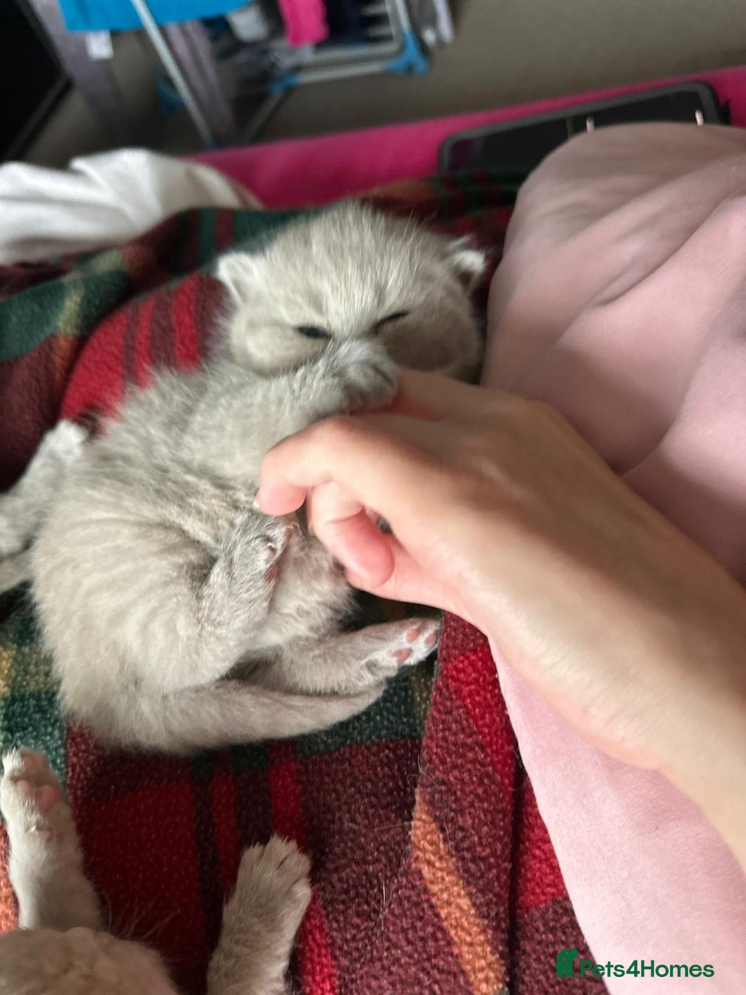 British Shorthair cats for sale: British shortHair - Advert 9