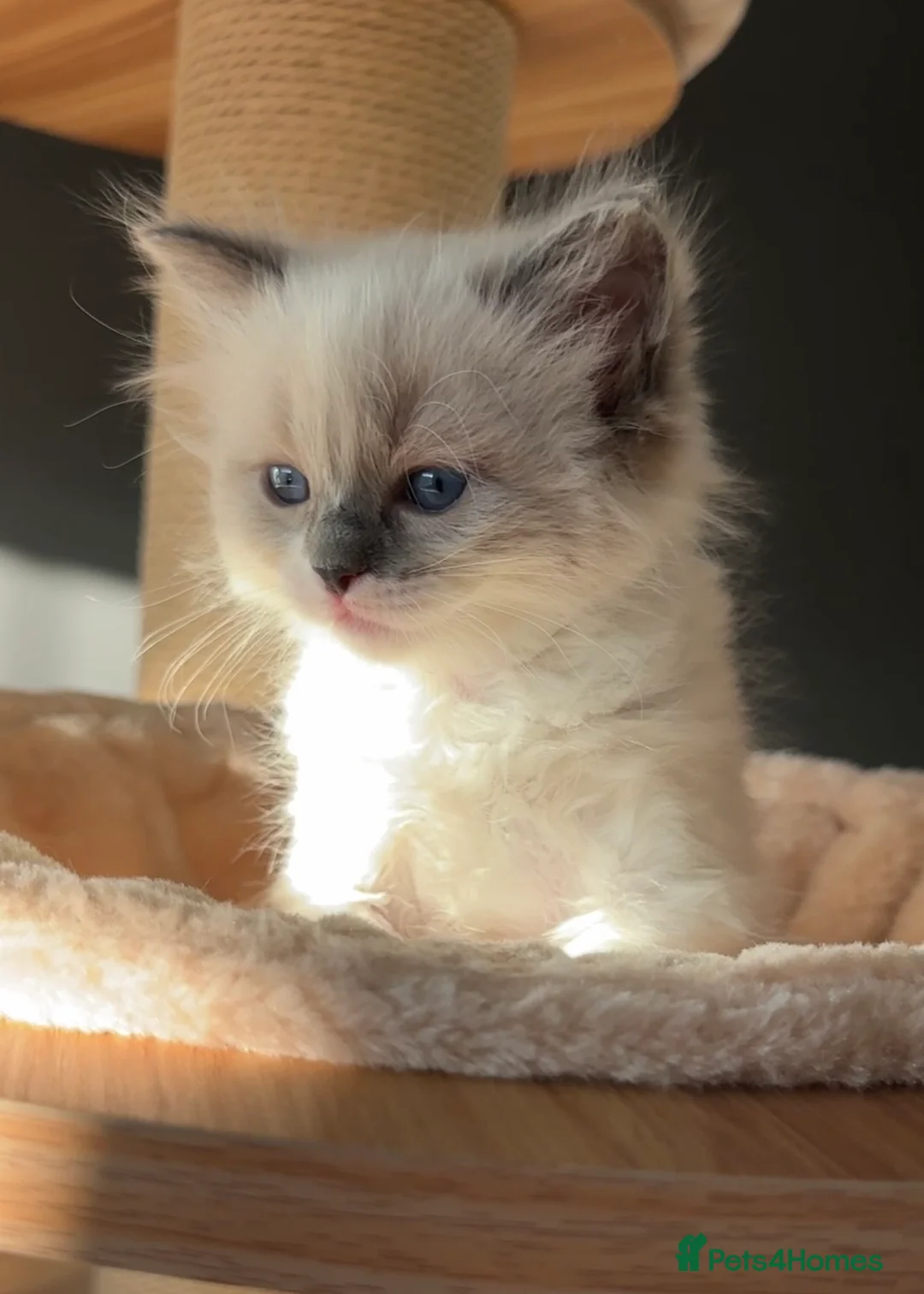 Ragdoll cats for sale: Ragdoll Kittens  - Advert 27