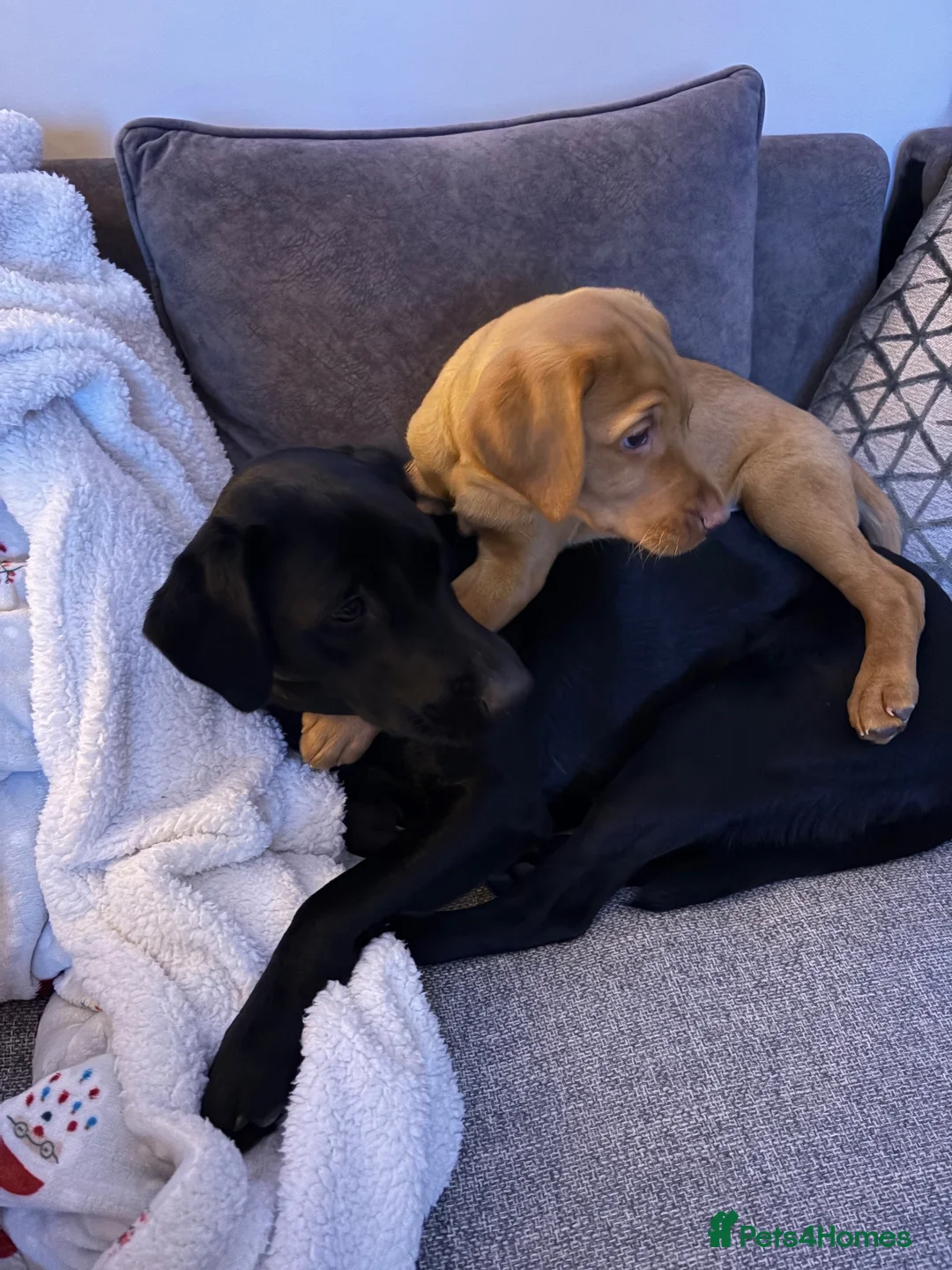 Labrador Retriever dogs for stud: Fox red Labrador  in Ripon - Advert 8