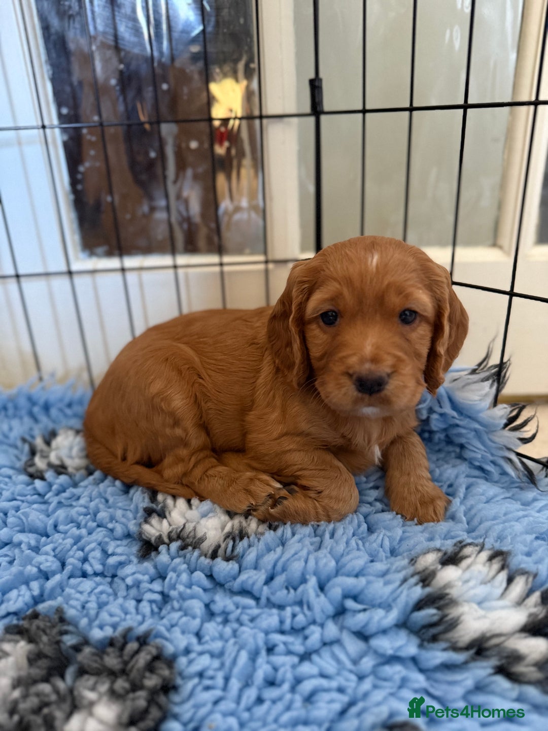 Cocker Spaniel dogs for sale: Well bred Working Cocker Spaniel Boy  - Image 2
