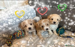Maltipoo dogs for sale: Exceptional Genuine Maltipoo Puppies  - Advert 1