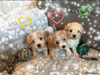 Maltipoo dogs Exceptional Genuine Maltipoo Puppies - Advert 4