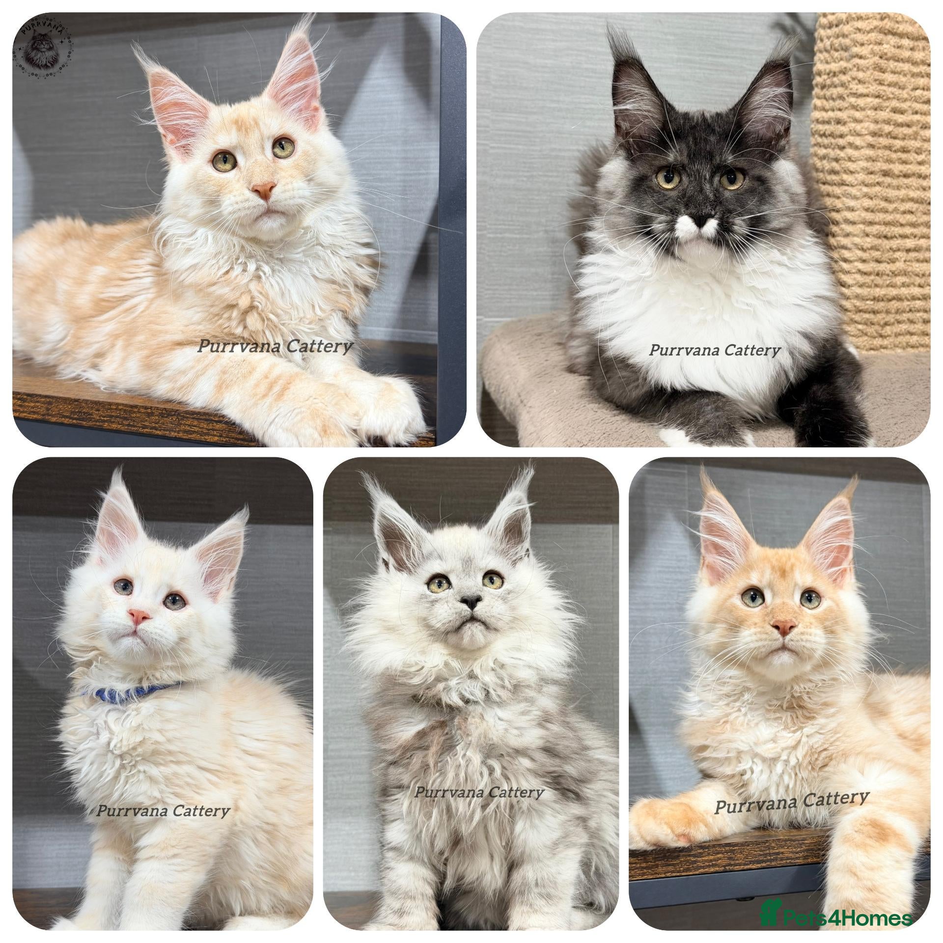Maine Coon cats TICA registered Maine coon kittens  - Advert 1