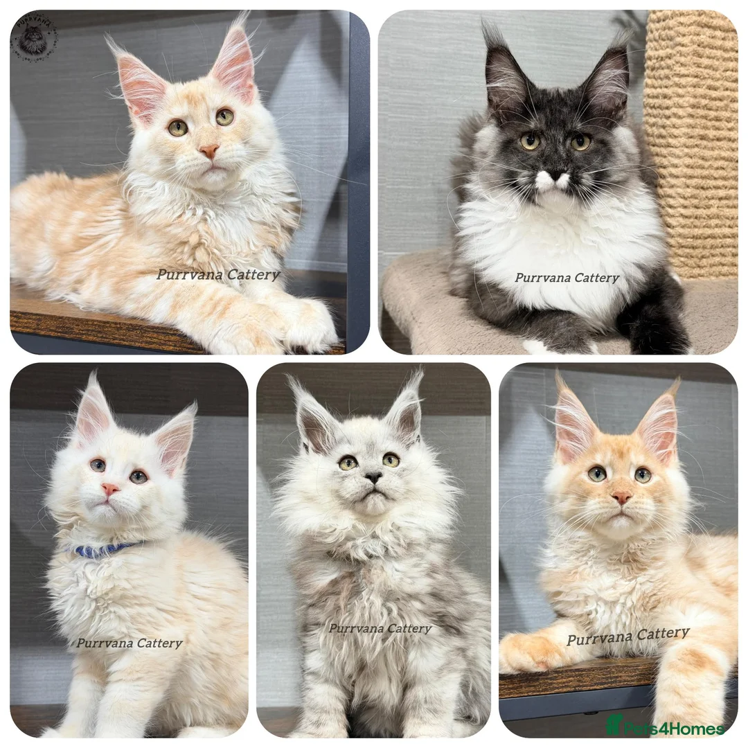 Maine Coon cats for sale: TICA registered Maine coon kittens  - Advert 1