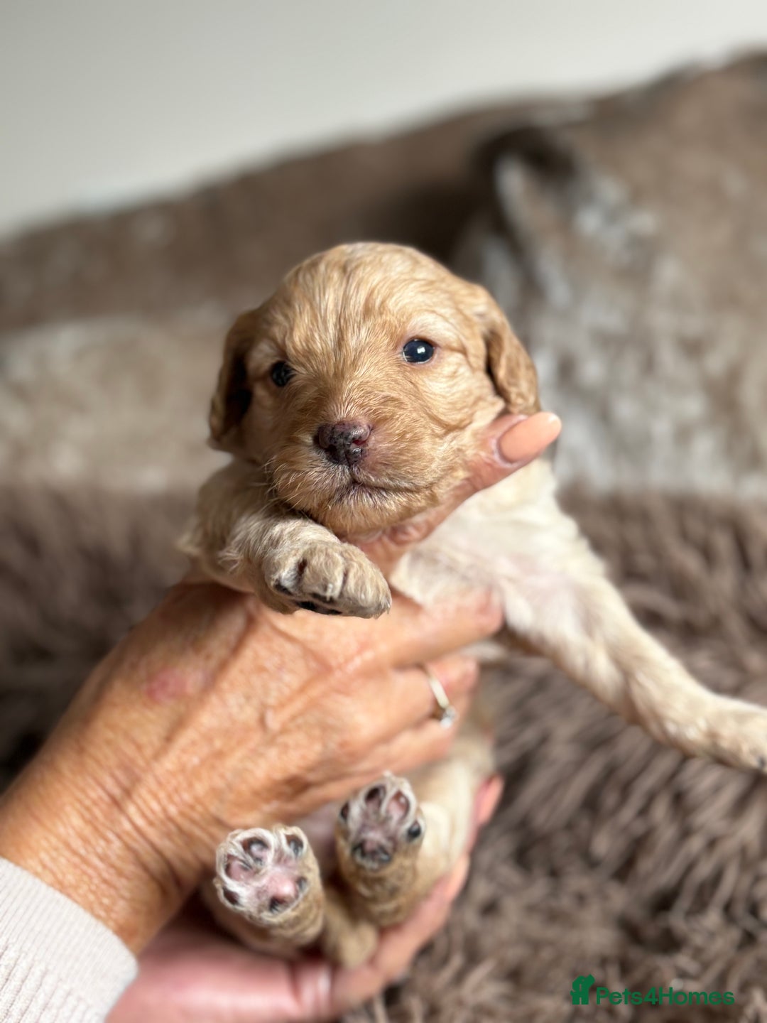 Labradoodle dogs for sale: Miniature Labradoodle Pups - Image 28
