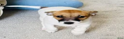 Jack Russell dogs for sale: Jack Russell Terrier puppies – ready for new homes - Advert 5