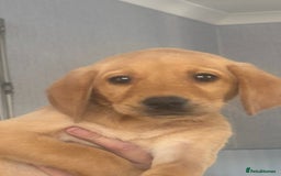 Labrador Retriever dogs for sale: Labrador puppies  - Image 1