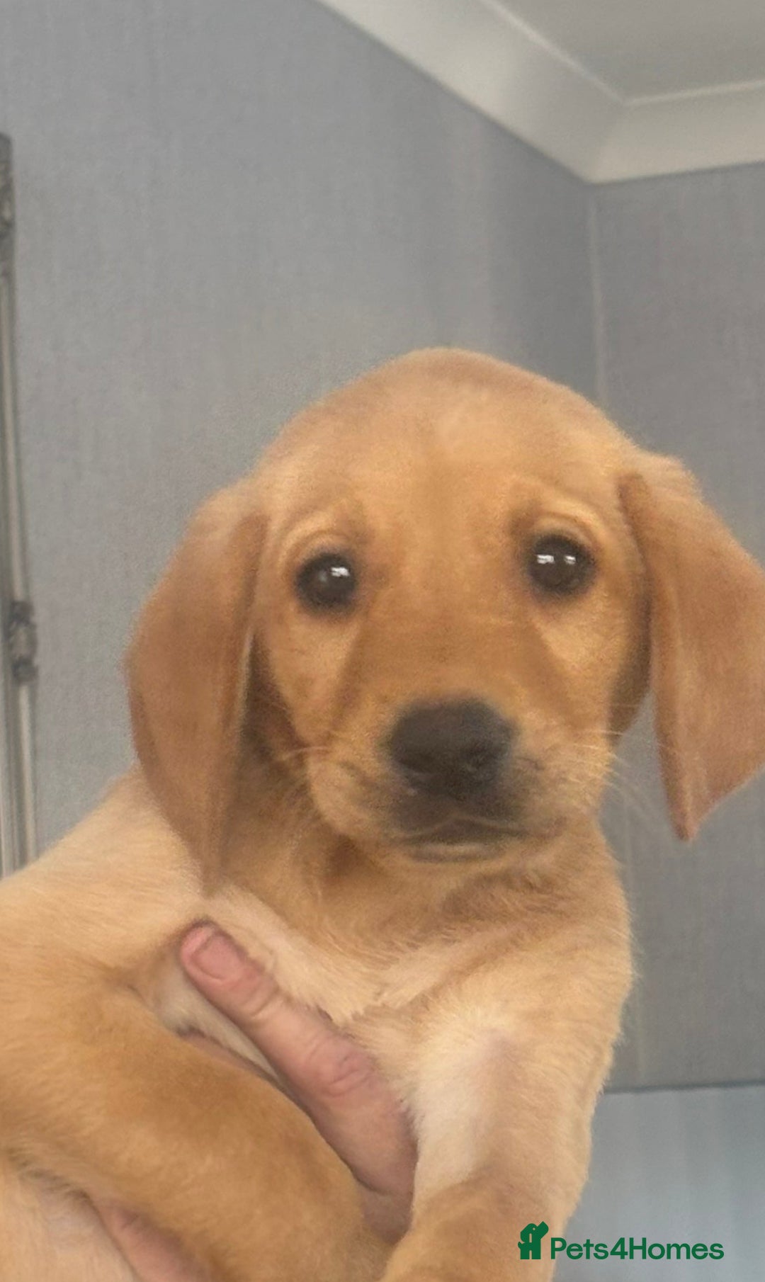 Labrador Retriever dogs for sale: Labrador puppies  - Image 1