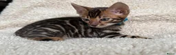 Bengal cats for sale: Bengal Kittens Looking for Loving Homes 🐾  - Advert 33