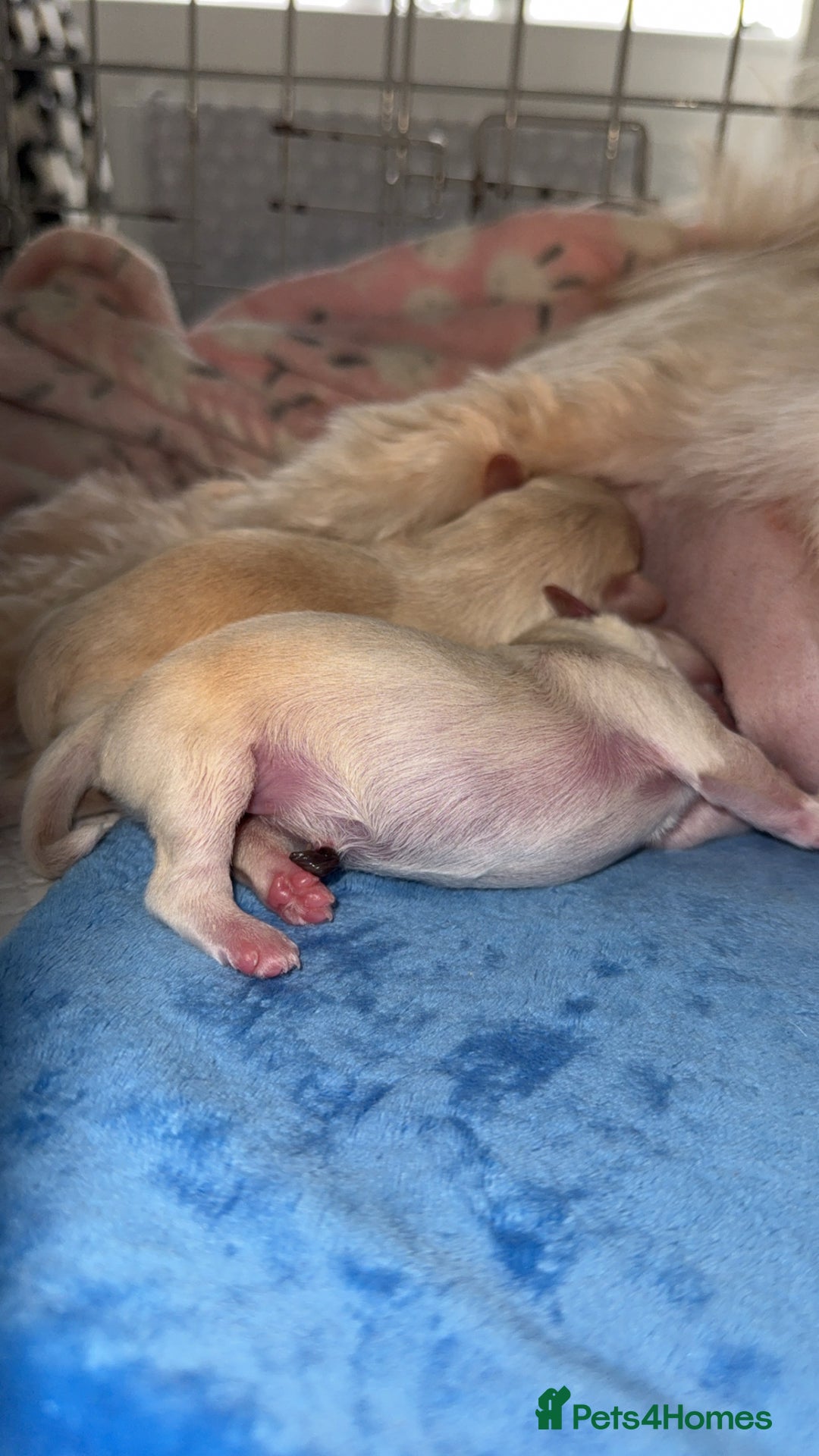 Mixed Breed dogs for sale: Beautiful litter of lhatese baby’s 🥰❤️ - Advert 14