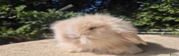 Angora rabbits for sale: 💓STUNNING TEDDYWIDDER BABIES- IMPORTED PARENTS 💓 - Advert 3