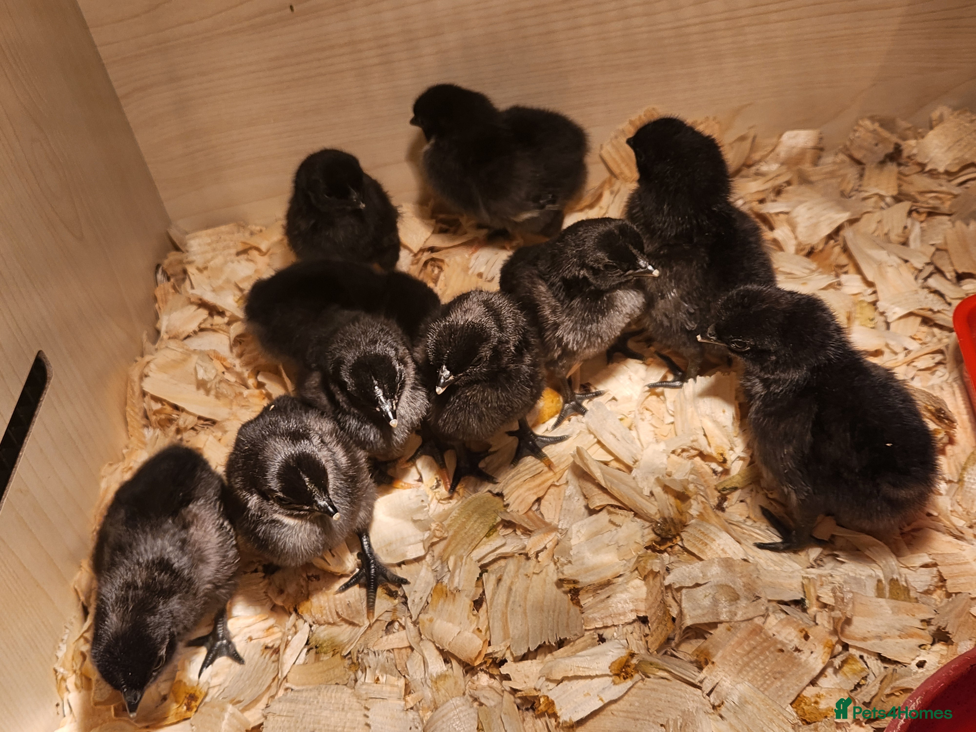 Chickens poultry Ayam cemani day old  in Skegness - Advert 1