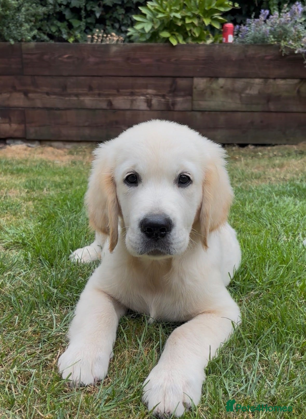 Golden Retriever dogs Stunning Male Golden Retriever Available  - Advert 2