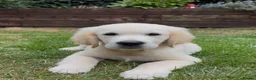 Golden Retriever dogs for sale: Stunning Male Golden Retriever Available  - Advert 2