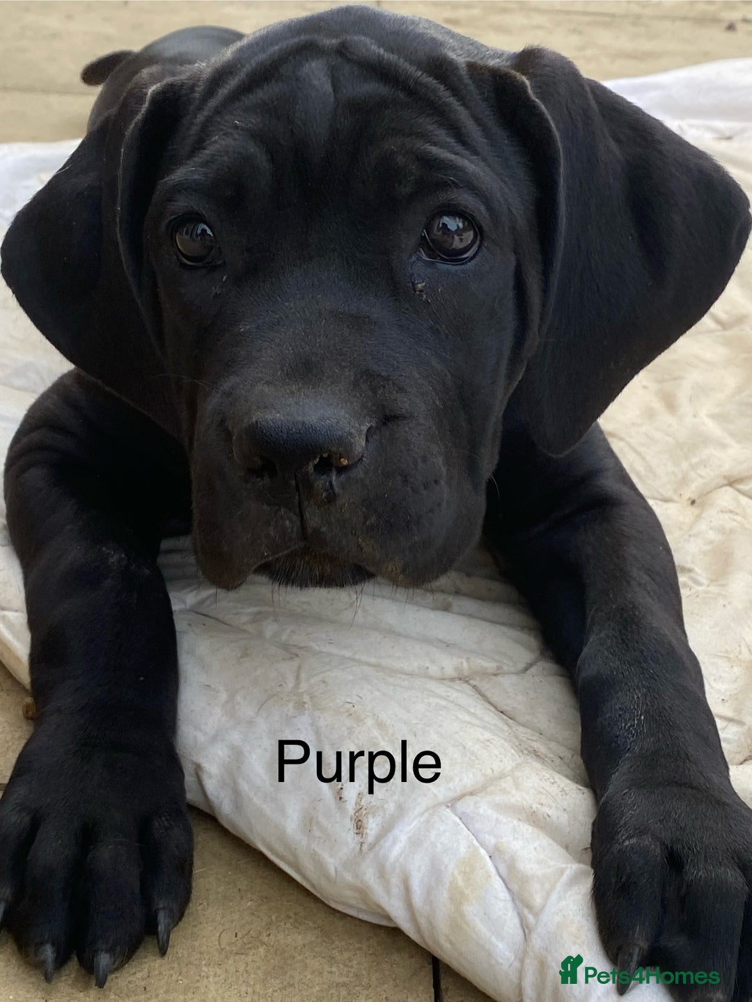 Cane Corso dogs for sale: Big Pure Cane Corso Puppies Ready Now!  - Image 29