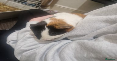 Guinea Pig rodents - Advert 1