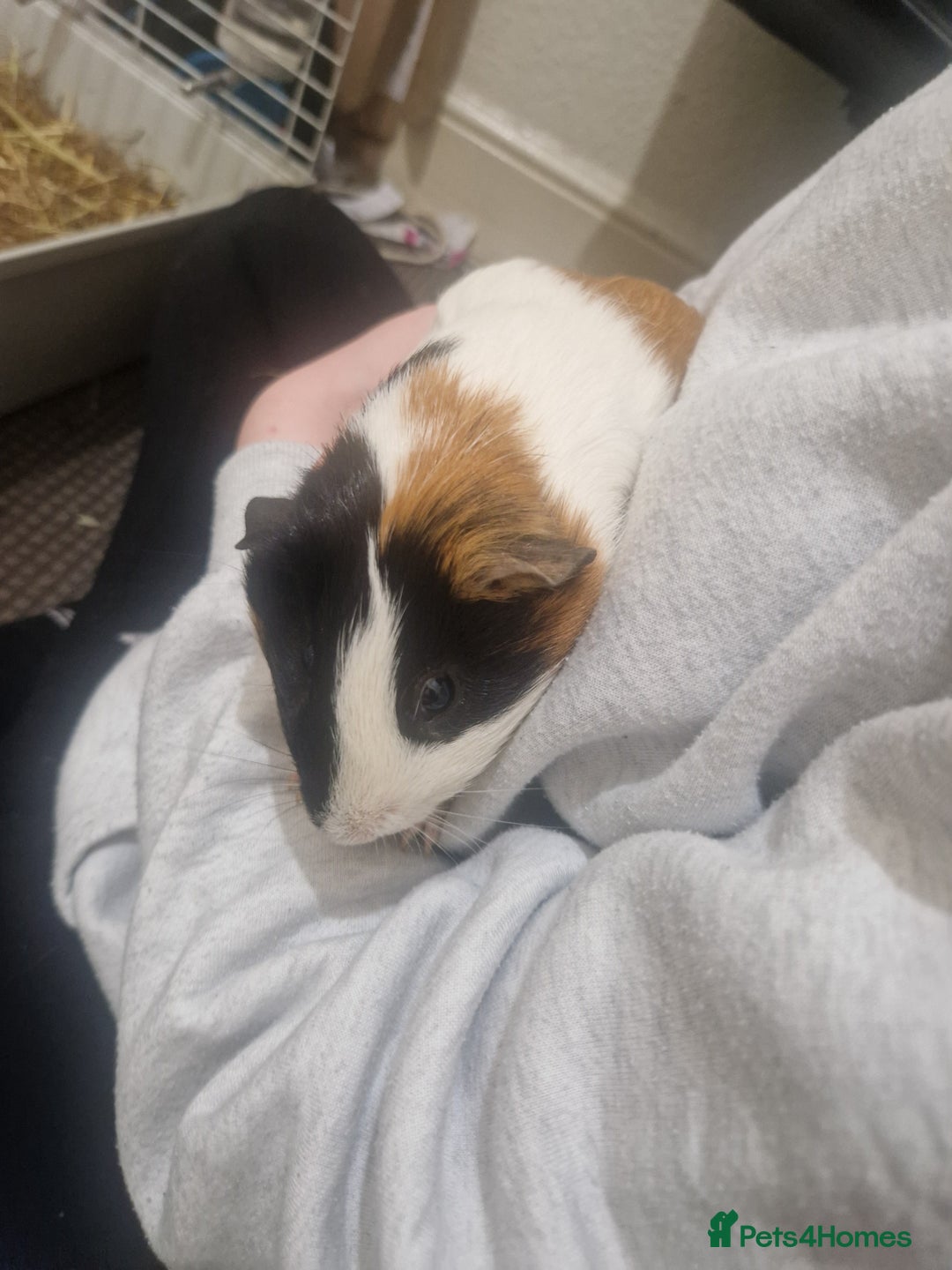 Guinea Pig rodents for sale: 3 boy guinea pigs and large cage. - Image 2