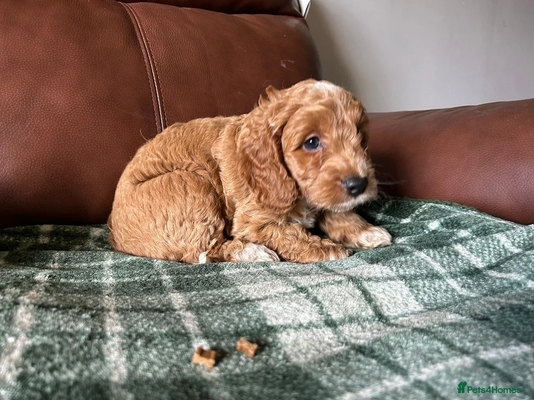 Cockapoo dogs for sale: F1 Cockerpoos’s puppies - Advert 2