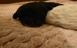 Toy Poodle dogs for sale: KC REG 2 STUNNING TOY POODLES 🐩  - Image 5