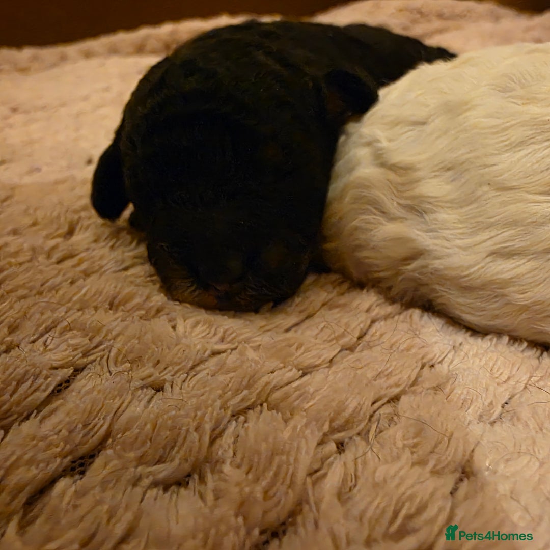 Toy Poodle dogs for sale: KC REG 2 STUNNING TOY POODLES 🐩  - Image 5