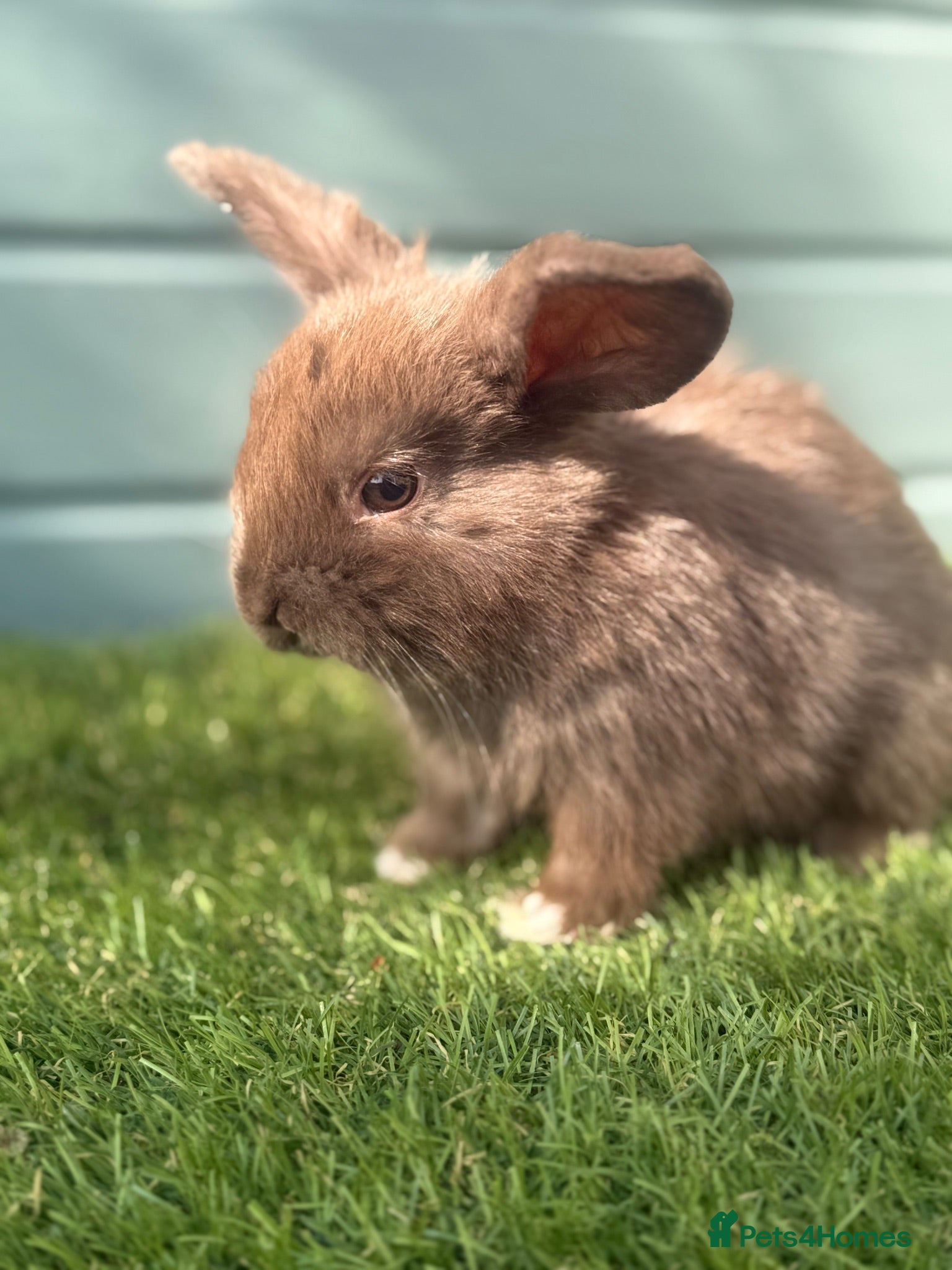Mini Lop rabbits Outstanding litter of mini lop babies  - Advert 11