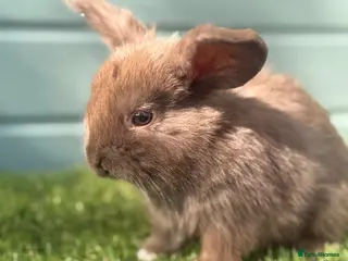 Mini Lop rabbits Outstanding litter of mini lop babies - Advert 11