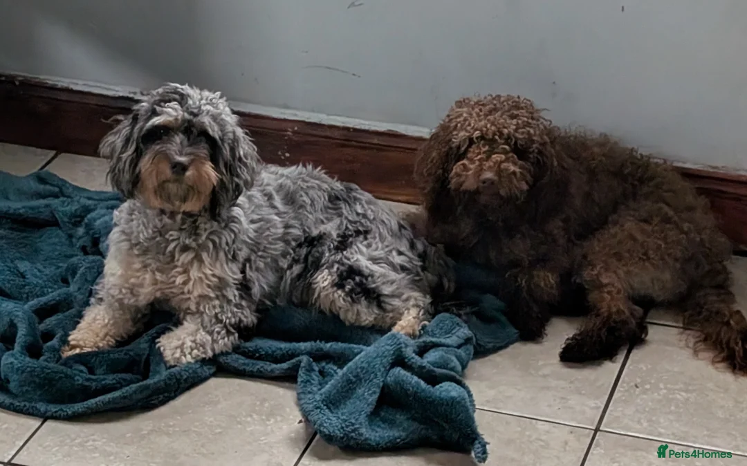Cockapoo dogs for sale: F2b cockapoo pups Super Cute. Health test parents - Advert 5