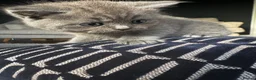 British Shorthair cats for sale: 🐾 British Short Hair Kittens 🐾 - Advert 2