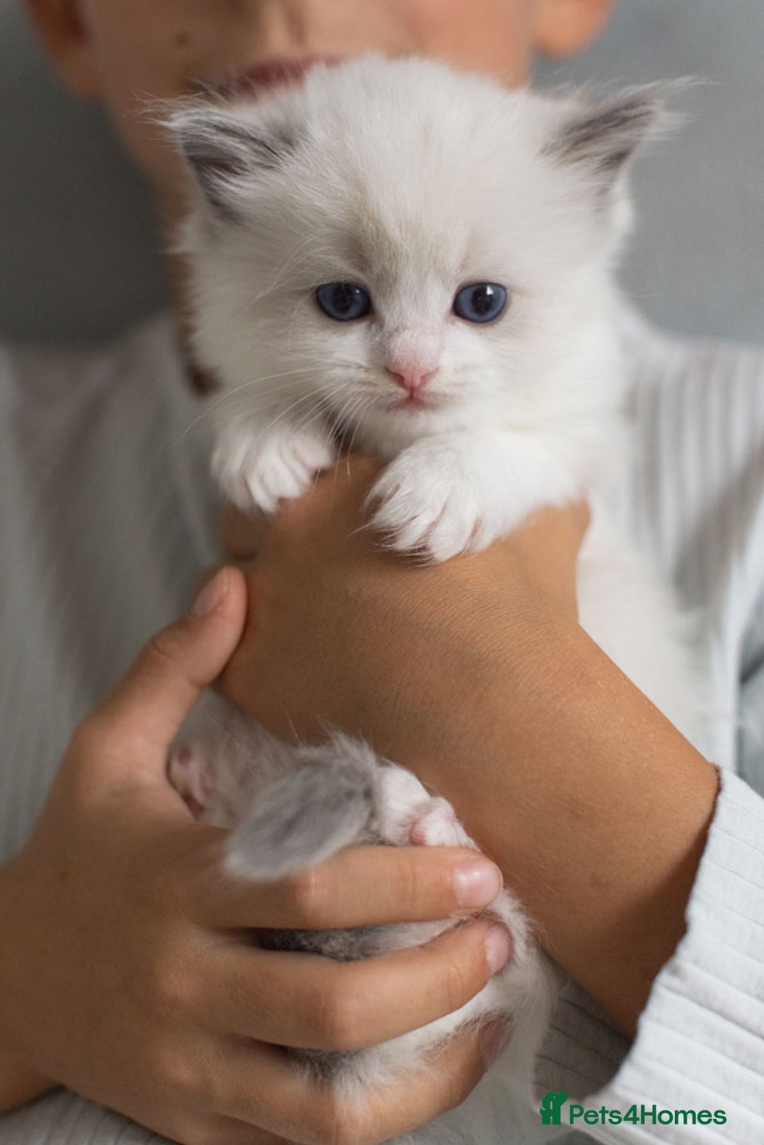 Ragdoll cats for sale: NEW LITTER of Blue BiColour And Lynx kittens - Image 7