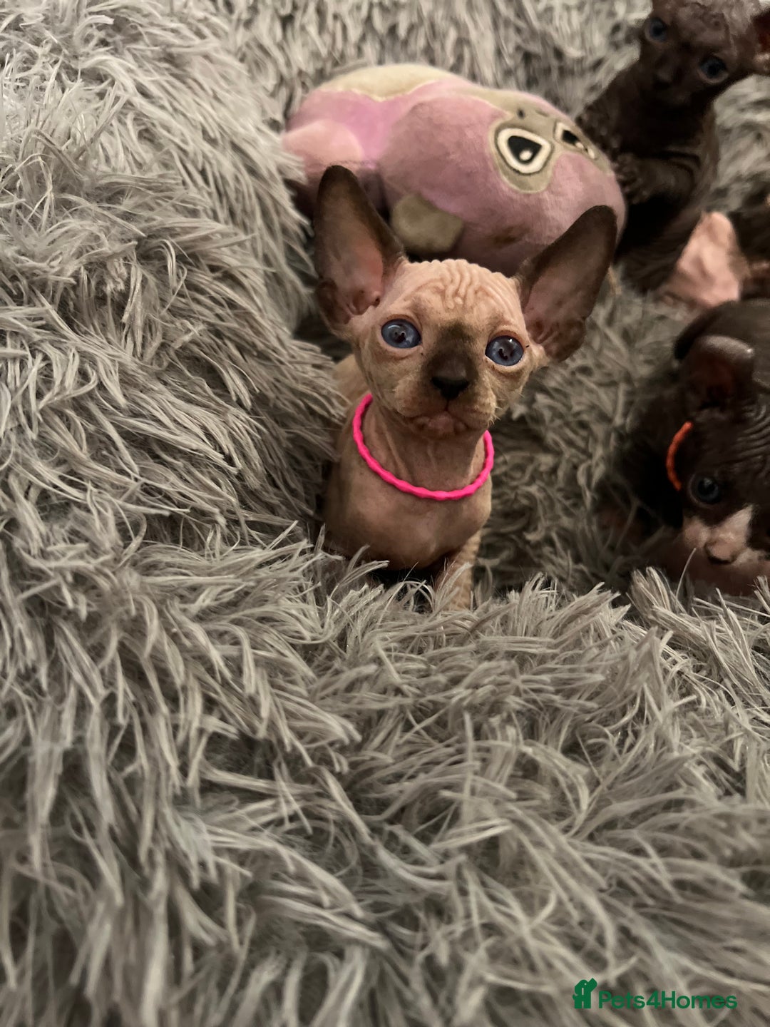 Sphynx cats for sale: Exquisite Sphynx Kittens - Image 25